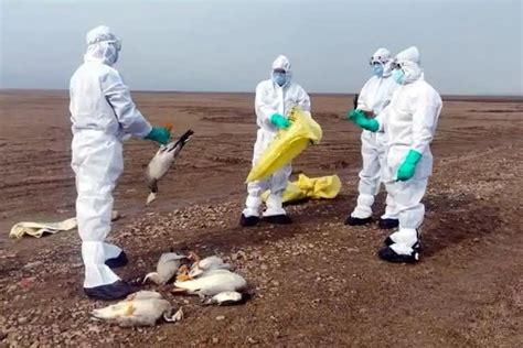 Status of Avian Influenza in the country – Modern Shrines Publications
