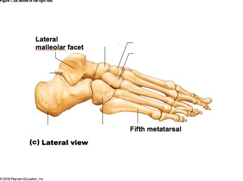 Image result for Toe Lateral View