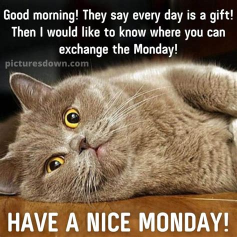 Good morning monday funny image cute cat - picturesdown.com