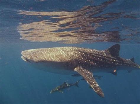 Epic! - Reviews, Photos - Exmouth Dive & Whaleshark Ningaloo - Tripadvisor