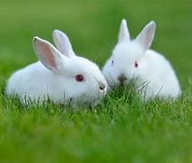 Image result for Two Rabbits First Day of School