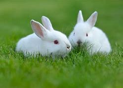 Image result for Pet Rabbits Pictures