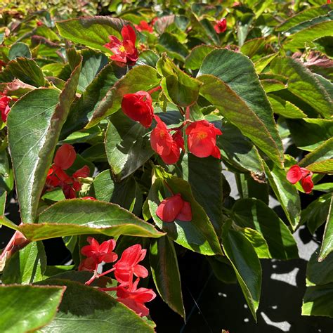 Begonia Annual — Premier Color Nursery, Inc.