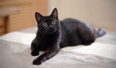 20 Black Cat Breeds | PetMD