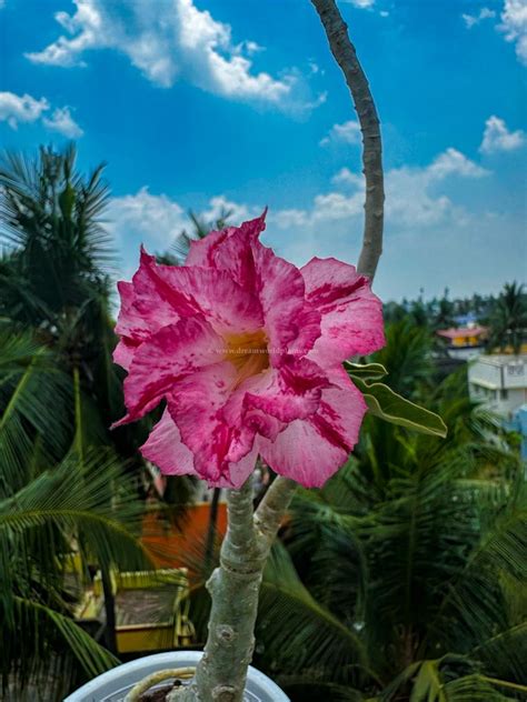 Adenium ADW6 – Krishna’s Dream World