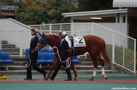 Cigar o Suu Otoko | Horse Profile, Pedigree, Form, Race Record - netkeiba