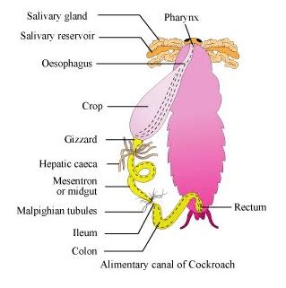 Draw a labelled diagram of alimentary canal of a cockroach.