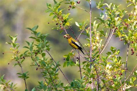 Nature Plant 的图像结果