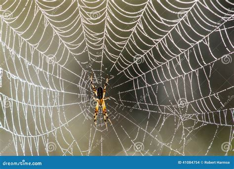 Golden Orb-Web Spider stock photo. Image of drop, national - 41084754