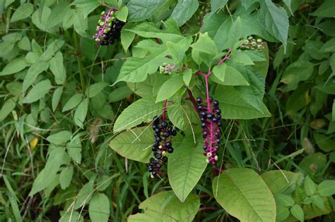 These 7 Poisonous Plants Found In Missouri Are Very Dangerous - A-Z Animals