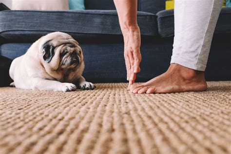 Choosing the Best Carpet for Pet-Friendly Homes | Expert Tips ...