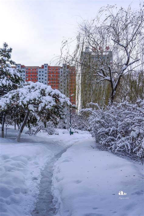 今年入冬第一场雪（17）-中关村在线摄影论坛