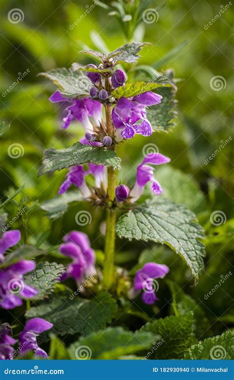 Lamium Purpureum, Known As Red Dead-nettle, Purple Dead-nettle, or ...