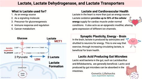Lactate, Lactate Dehydrogenase, and Lactate Transporters