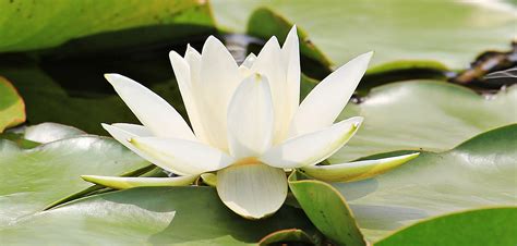White Lotus Flower