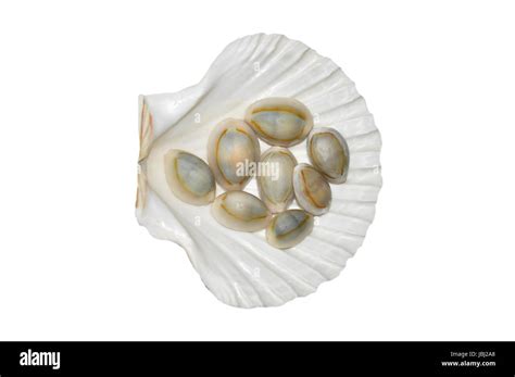 Clam Shell Pattern 的图像结果