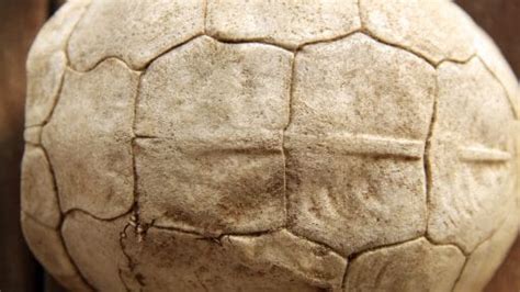 Tortoise Bottom Shell Fell Off 的图像结果