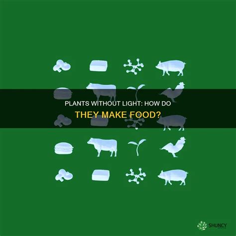 Can Plants Make Food At Night Understanding The Answer