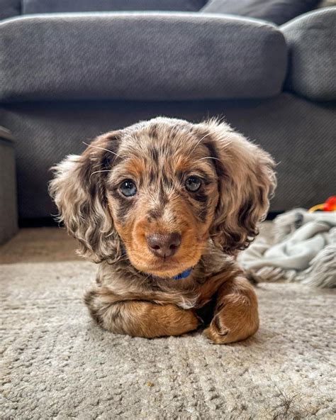 Dachshund Long Haired Dapple | All Dachshund