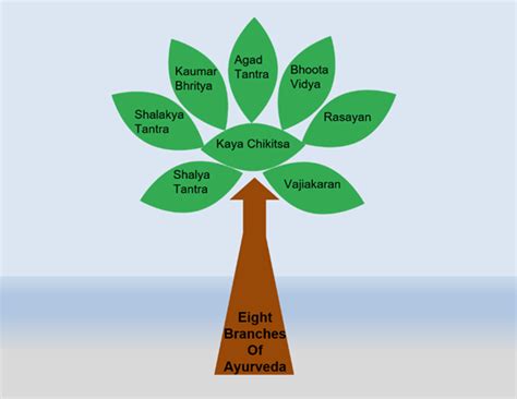 The eight branches of Ayurveda – Ayurvedafamily