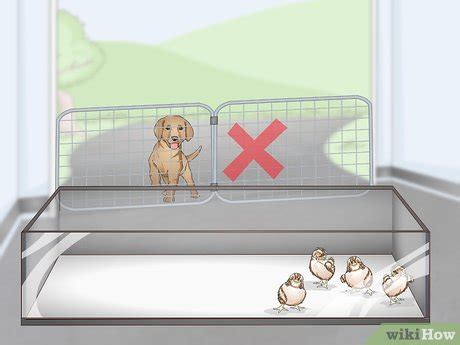 Image result for How to Brooder Quail Chicks