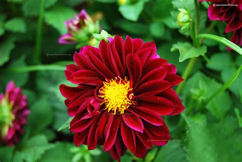 Dahlia varieties with names