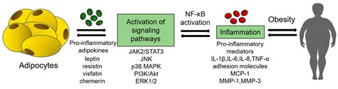 The Role of Adipokines in Inflammatory Mechanisms of Obesity