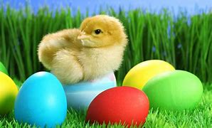 Image result for Cute Easter Bunny Pictures