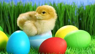 Image result for Happy Easter Bunnies Images