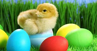 Image result for Cute Easter Bunnies