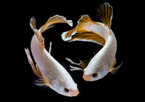 Image result for Betta Fish Compatibility