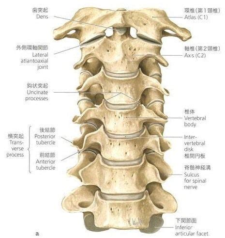 Image result for Vertebrae Alignment