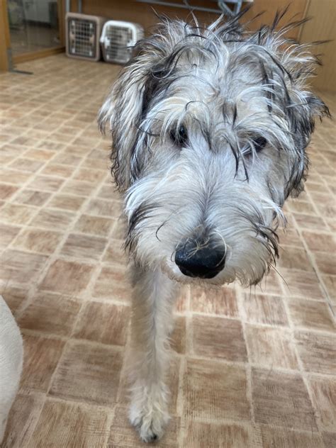 新入生 MOCOちゃん | さいたま市 犬のしつけ・犬の学校・ペットホテル|Minakuru