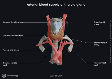 Inferior thyroid artery | Encyclopedia | Anatomy.app | Learn anatomy ...