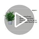 Nurturing Green® Chamaedorea Palm Plant with Pot for Home | Indoor Live ...