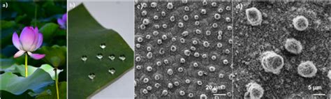 莲叶 的图像结果