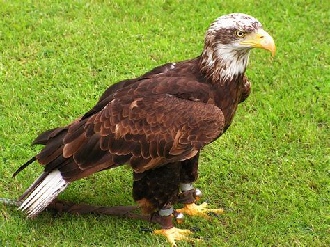 Predator, Bald Eagle, Eagle, Cub, Bird, grass, one animal free image | Peakpx