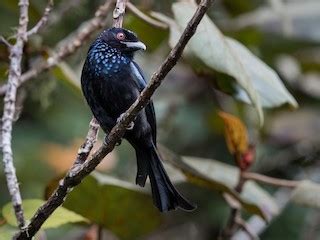 Hair-crested Drongo (Spangled Drongo) - eBird
