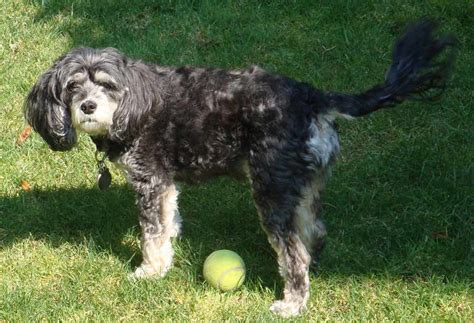 Image result for Standard Cockapoo