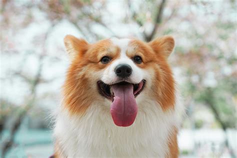 Corgi Lifespan: Understanding Corgi Life Expectancy