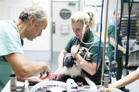Learning Pathway in Anaesthesia - British Veterinary Nursing ...