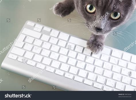 Image result for Keyboard Cat Drawing