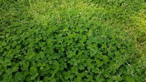 Microclover Lawn 的图像结果