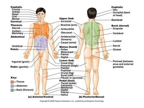 Image result for Anatomical Position Explained