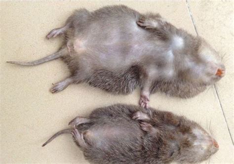 竹鼠一年生几胎幼崽死亡率高该怎么办？竹鼠常用饲料及搭配方法