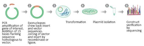 Molecular Biotechnology 的图像结果