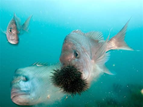 Do Fish Eat Urchins? Everything You Need To Know