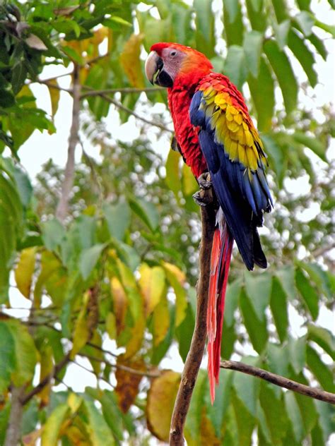 Wildlife In Honduras