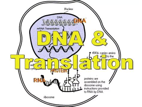 DNA Translation Basic 的图像结果
