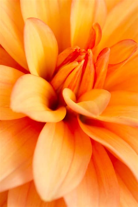 Image result for Program Mode